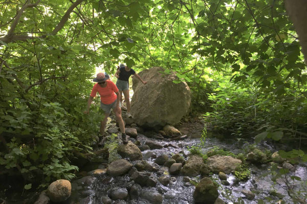 Saponaria sicula, Astagalus siculus and Galium aetnicum on Etna volcano Saponaria sicula - Astagalus siculus - Galium aetnicum on Etna volcano